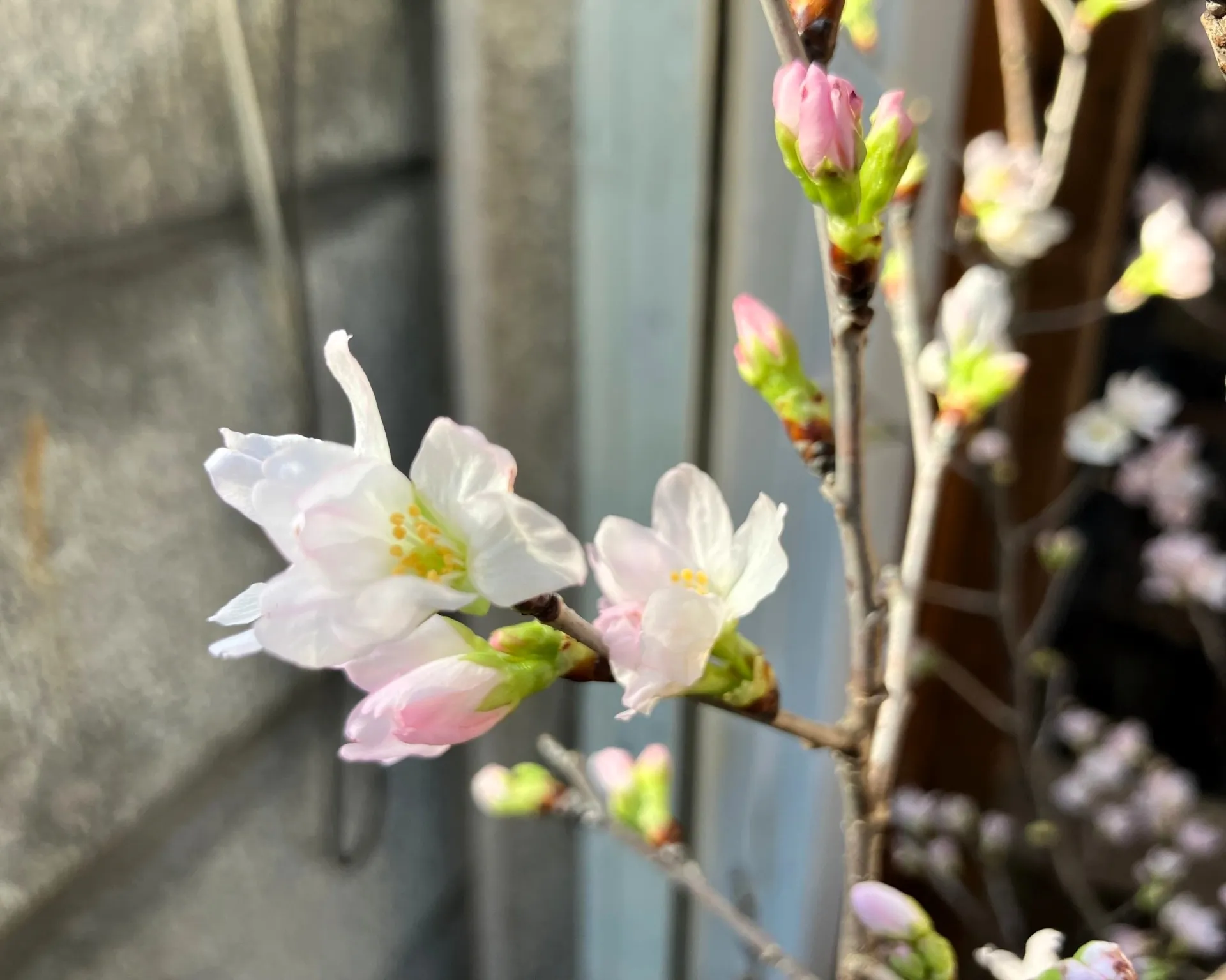 早咲きの子彼岸桜と共に